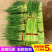 2022年新鲜露天蒜苔应季农家自种蒜苔