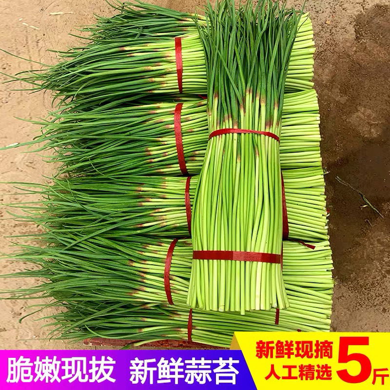 2022年新鲜露天蒜苔应季农家自种蒜苔