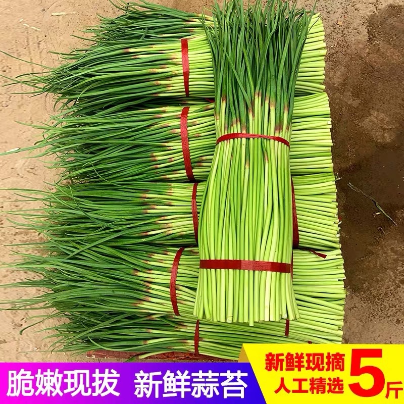 2022年新鲜露天蒜苔应季农家自种蒜苔