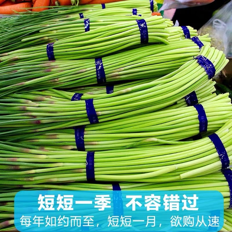 2022年新鲜露天蒜苔应季农家自种蒜苔