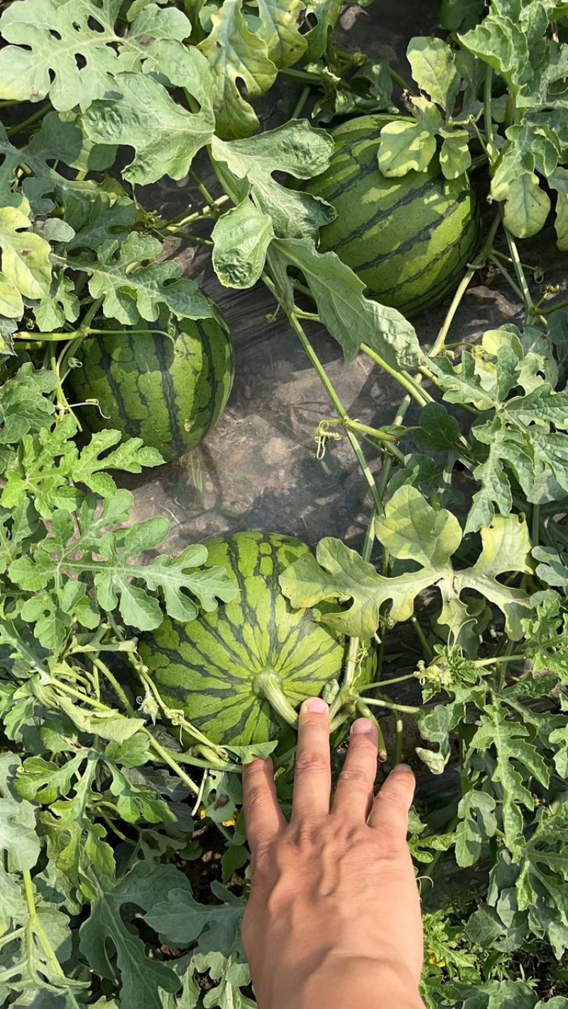 特小凤