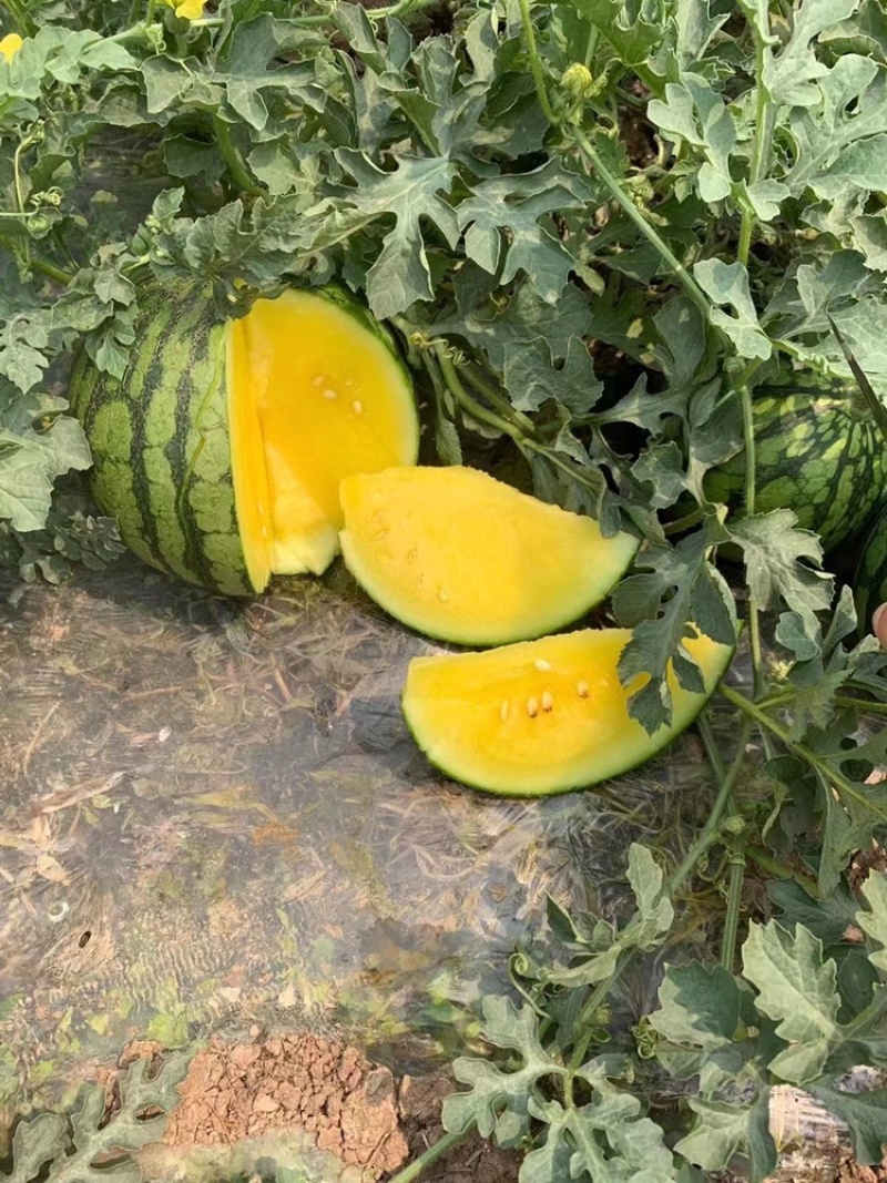 特小凤