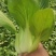 青菜