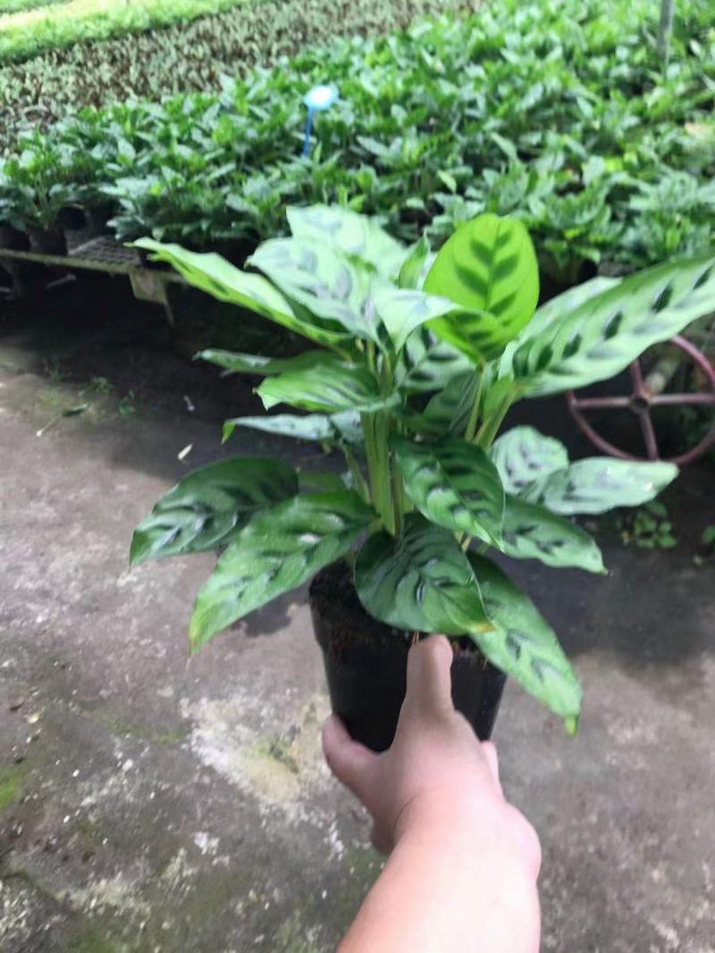 飞欧竹芋盆栽室内水培书房夏季净化空气吸甲醛四季常绿花卉植
