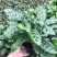 飞欧竹芋盆栽室内水培书房夏季净化空气吸甲醛四季常绿花卉植