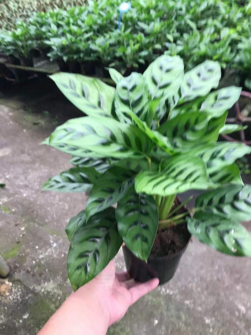 飞欧竹芋盆栽室内水培书房夏季净化空气吸甲醛四季常绿花卉植