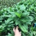 飞欧竹芋盆栽室内水培书房夏季净化空气吸甲醛四季常绿花卉植