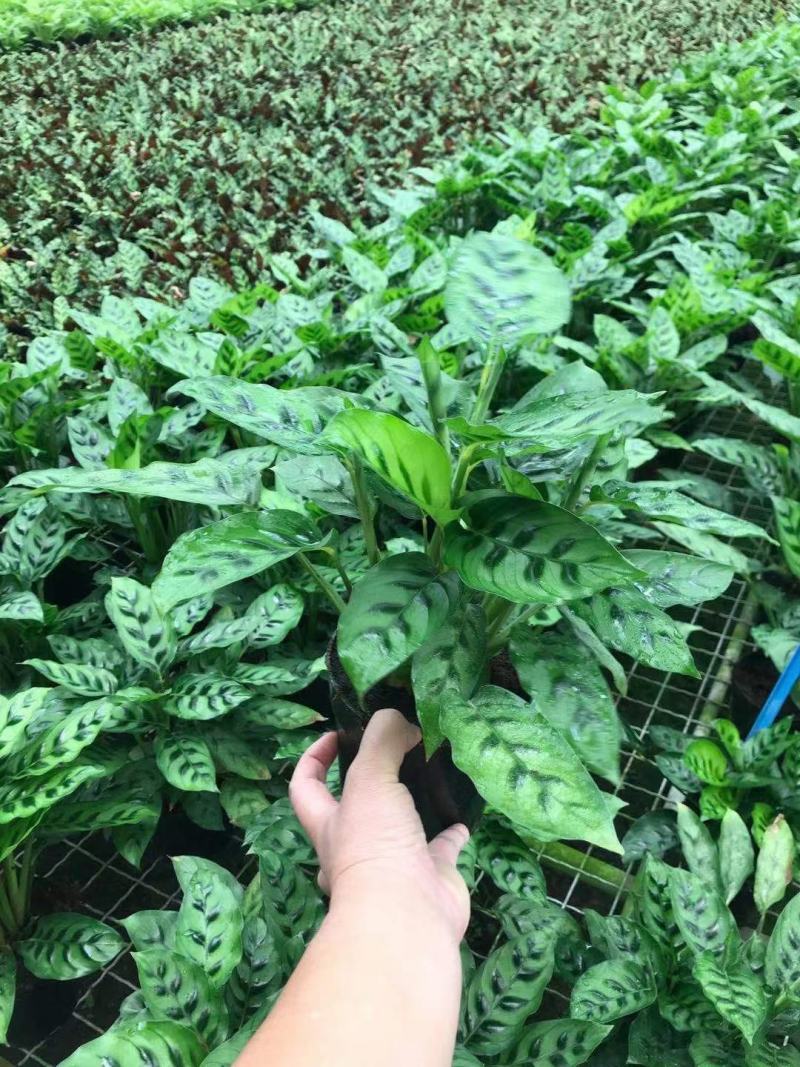 飞欧竹芋盆栽室内水培书房夏季净化空气吸甲醛四季常绿花卉植
