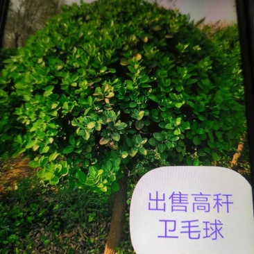 精品高干为毛球各种规格都有量大优惠丝绵木嫁接的