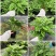 飞欧竹芋盆栽室内水培书房夏季净化空气吸甲醛四季常绿花卉植