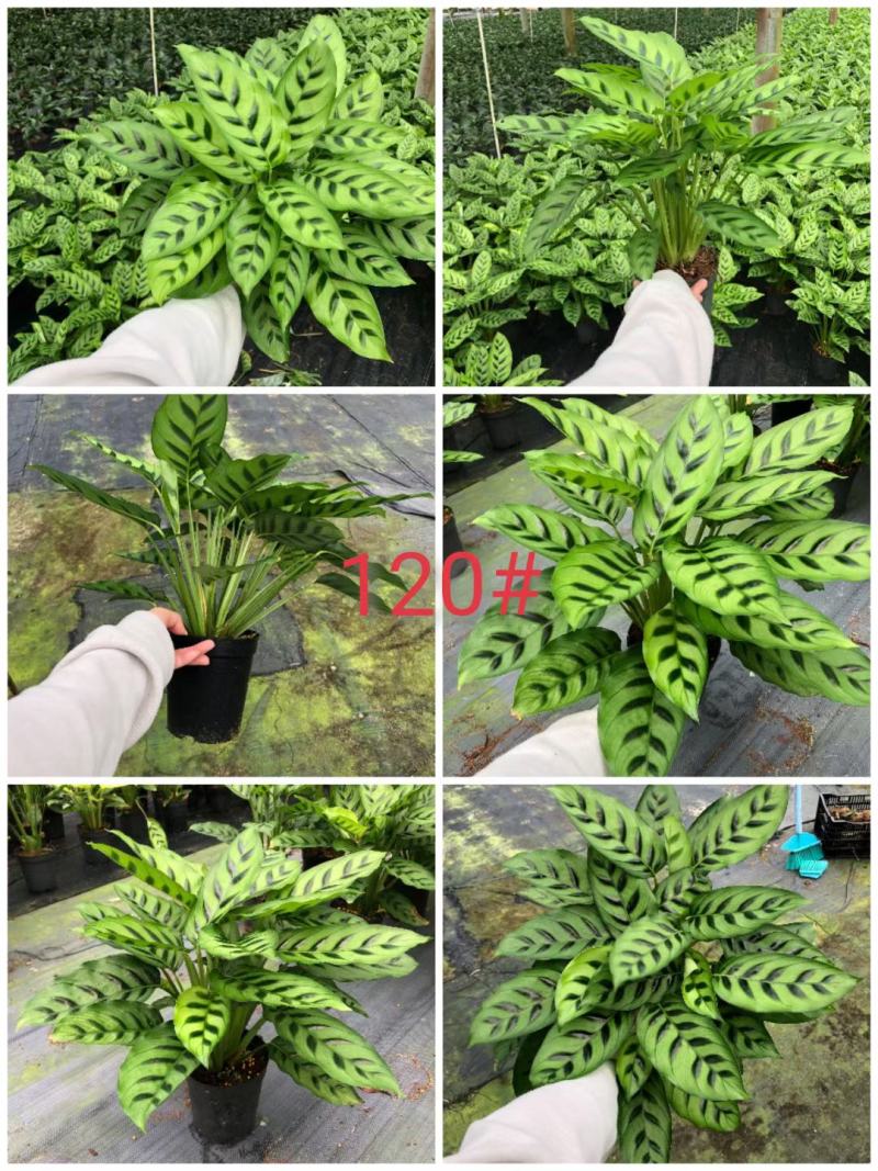 飞欧竹芋盆栽室内水培书房夏季净化空气吸甲醛四季常绿花卉植