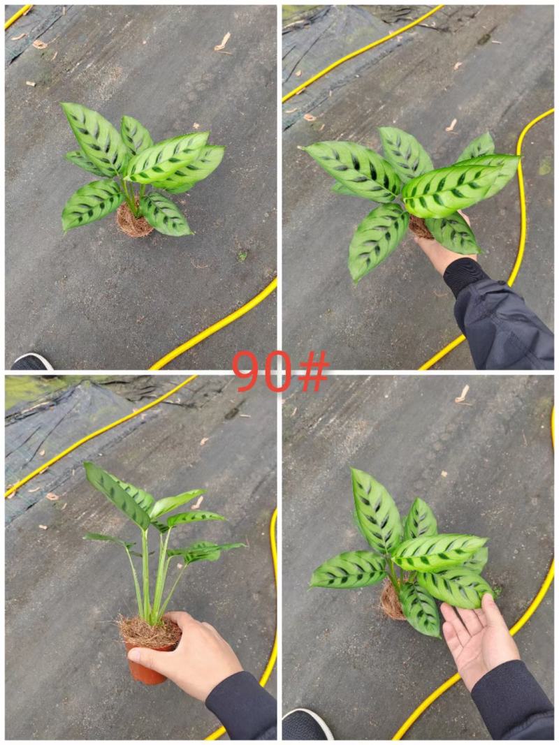 飞欧竹芋盆栽室内水培书房夏季净化空气吸甲醛四季常绿花卉植