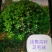 精品高干为毛球各种规格都有量大优惠丝绵木嫁接的