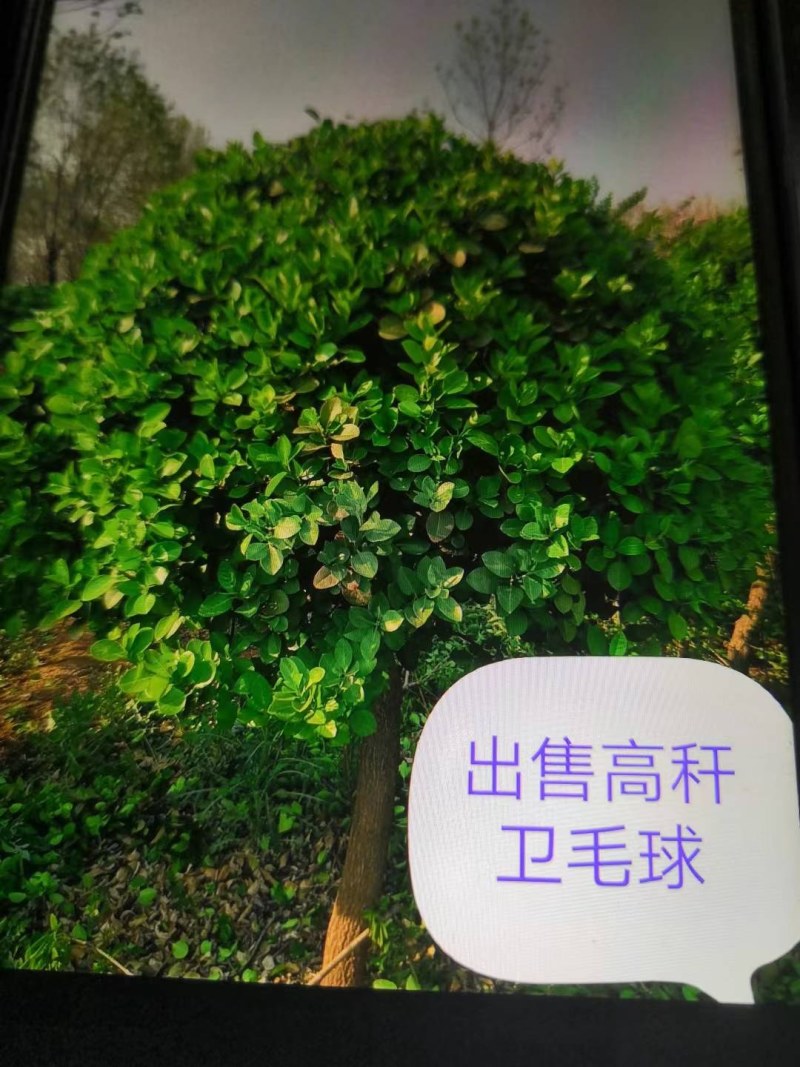 精品高干为毛球各种规格都有量大优惠丝绵木嫁接的