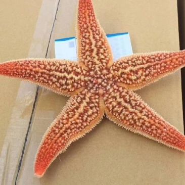 海星自助餐专用熟冻海星熟冻海星五角海星海星海星