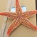 海星自助餐专用熟冻海星熟冻海星五角海星海星海星