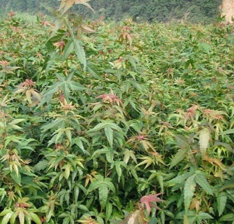 进口美国红枫，直接可以下单包邮，直接可以下单包邮到家