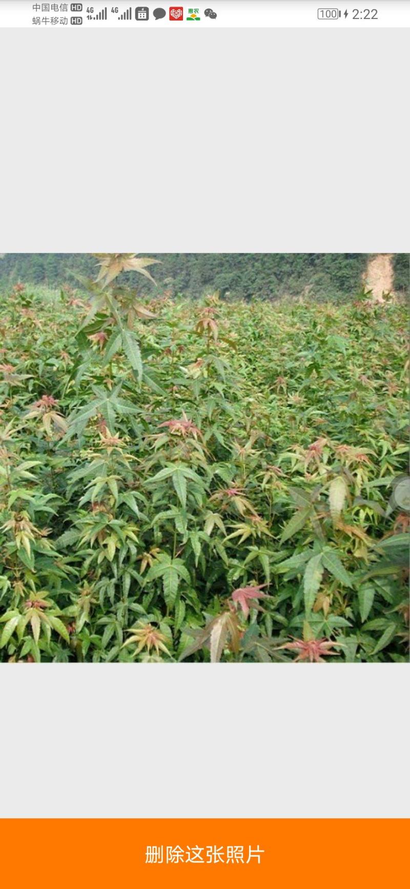 进口美国红枫，直接可以下单包邮，直接可以下单包邮到家