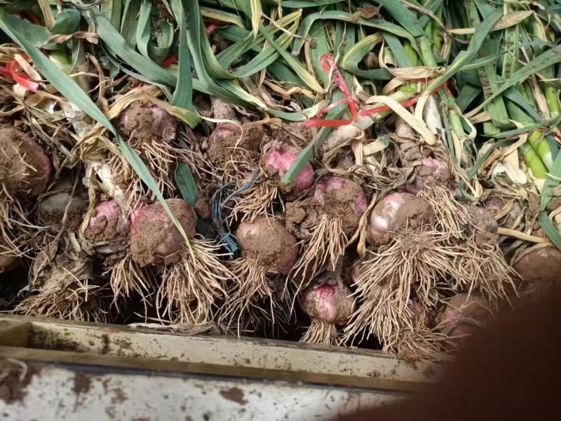 【热卖中】河北饶阳鲜蒜大蒜全国发货、基地直发