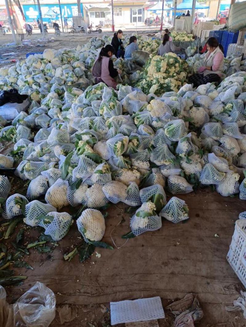 【好货】花菜精品松花菜一手货源可实地看货欢迎咨询
