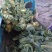 【好货】花菜精品松花菜一手货源可实地看货欢迎咨询