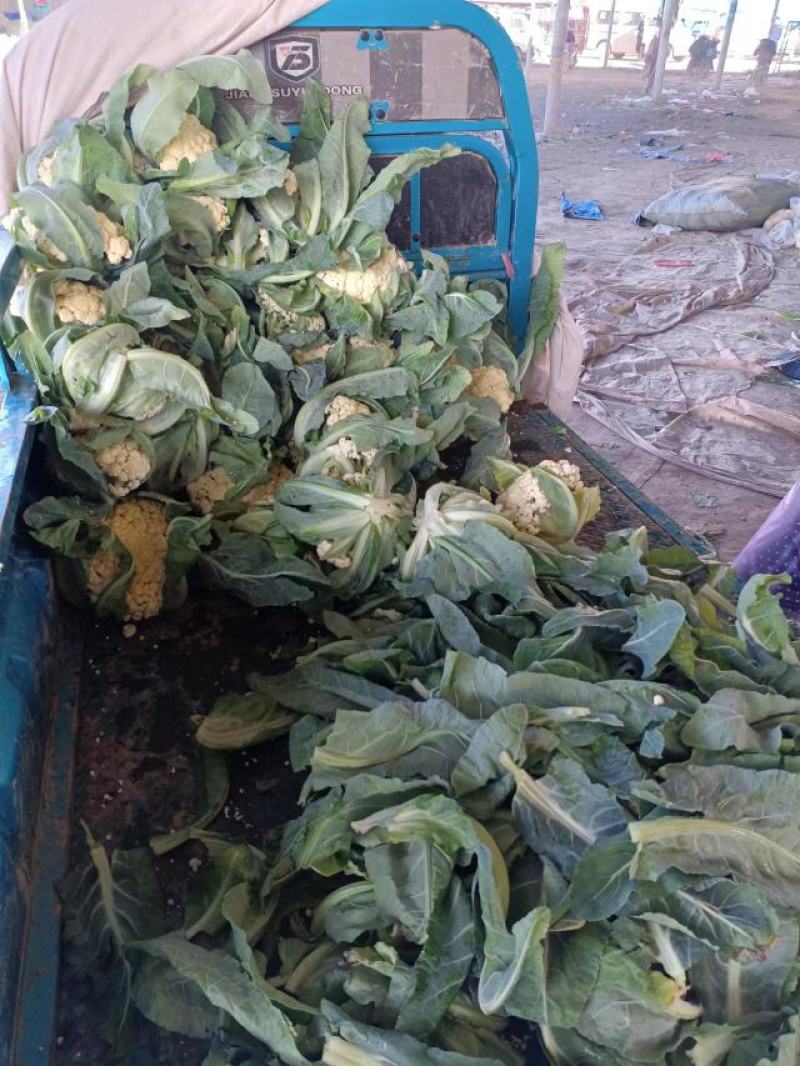 【好货】花菜精品松花菜一手货源可实地看货欢迎咨询
