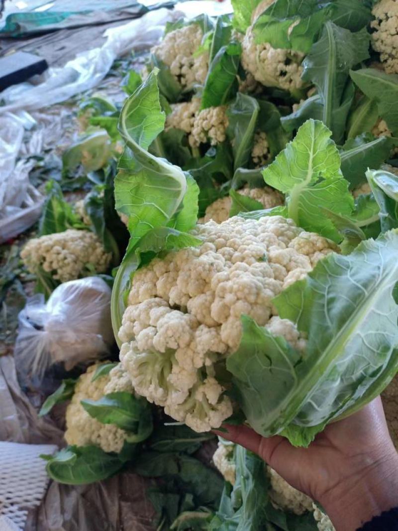 【好货】花菜精品松花菜一手货源可实地看货欢迎咨询