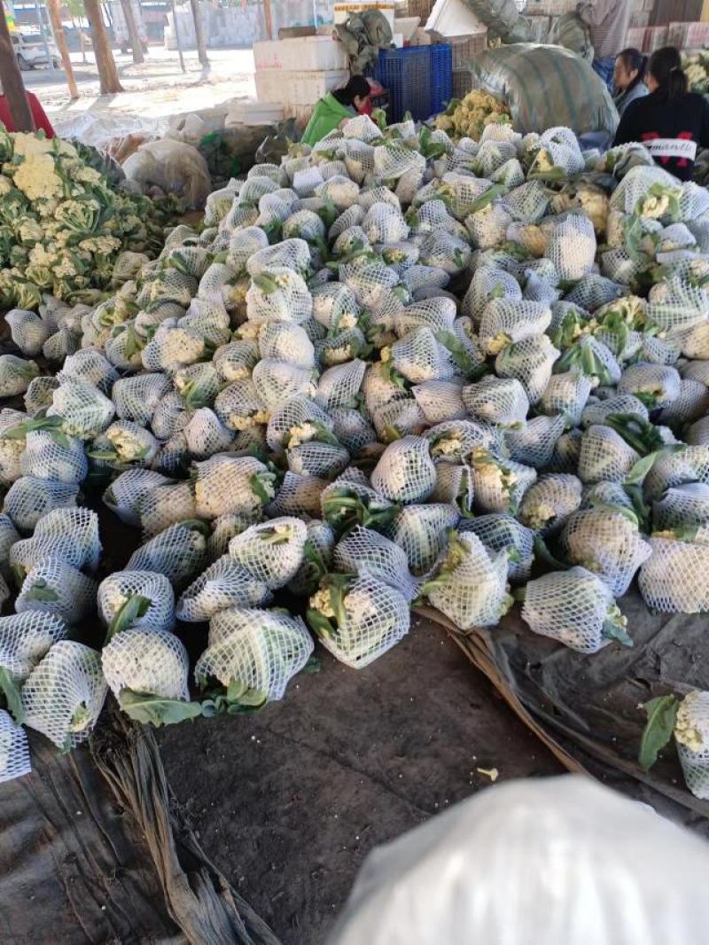 【好货】花菜精品松花菜一手货源可实地看货欢迎咨询