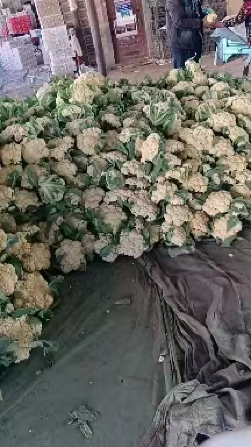 【好货】花菜精品松花菜一手货源可实地看货欢迎咨询