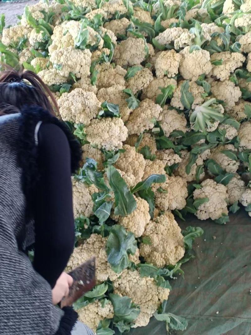 【好货】花菜精品松花菜一手货源可实地看货欢迎咨询