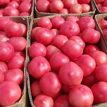西红柿个头均匀，皮厚果形好颜色亮，大量供应中