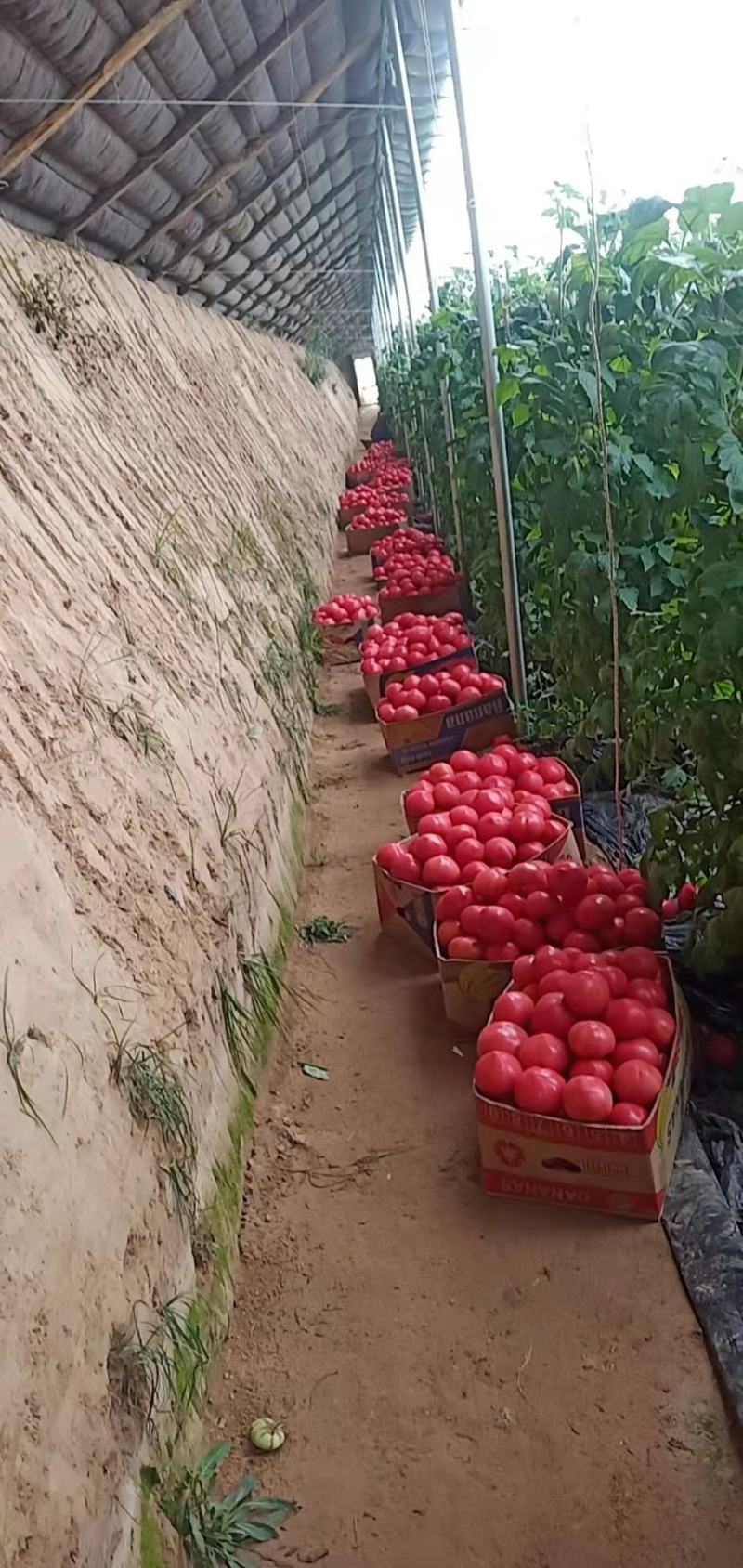 西红柿个头均匀，皮厚果形好颜色亮，大量供应中