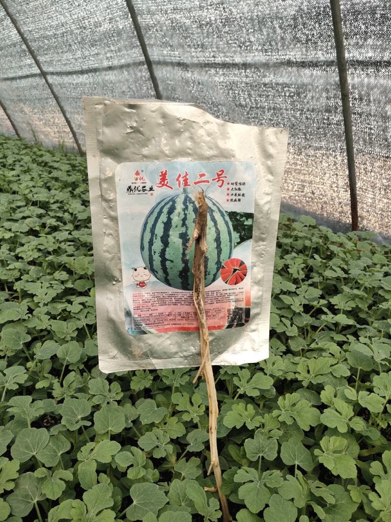美都嫁接苗，美佳二号，美都抗病抗裂大红肉保正正宗品种真好