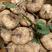 牧马山地瓜种子，凉薯种子，500克，肉白色，质脆甜，品质