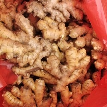 岳西精品小黄姜