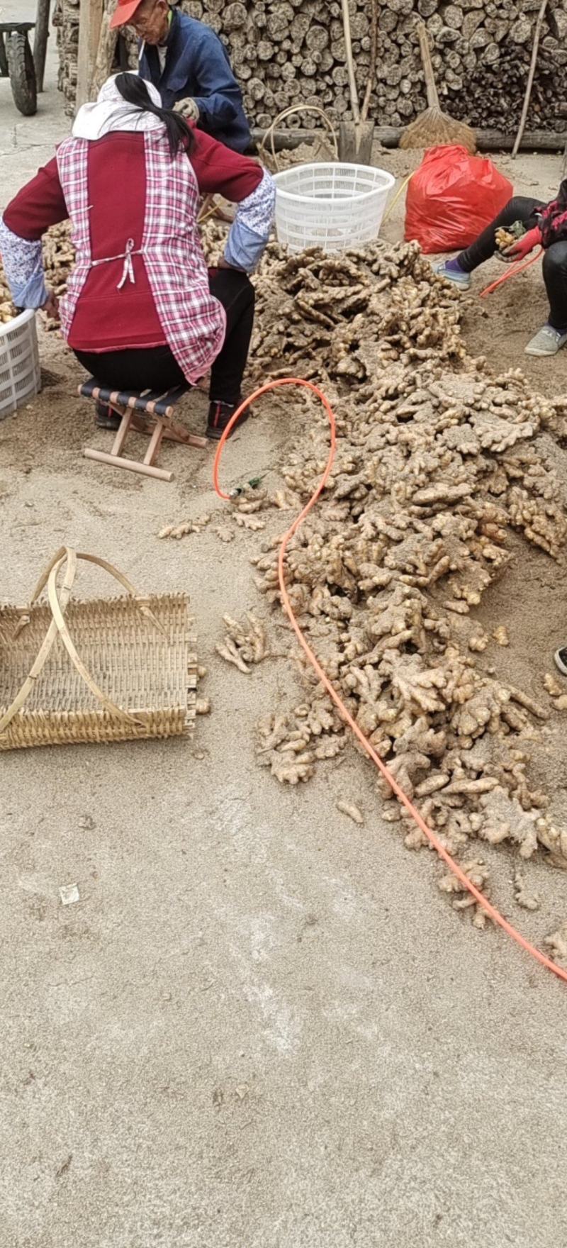 岳西精品小黄姜