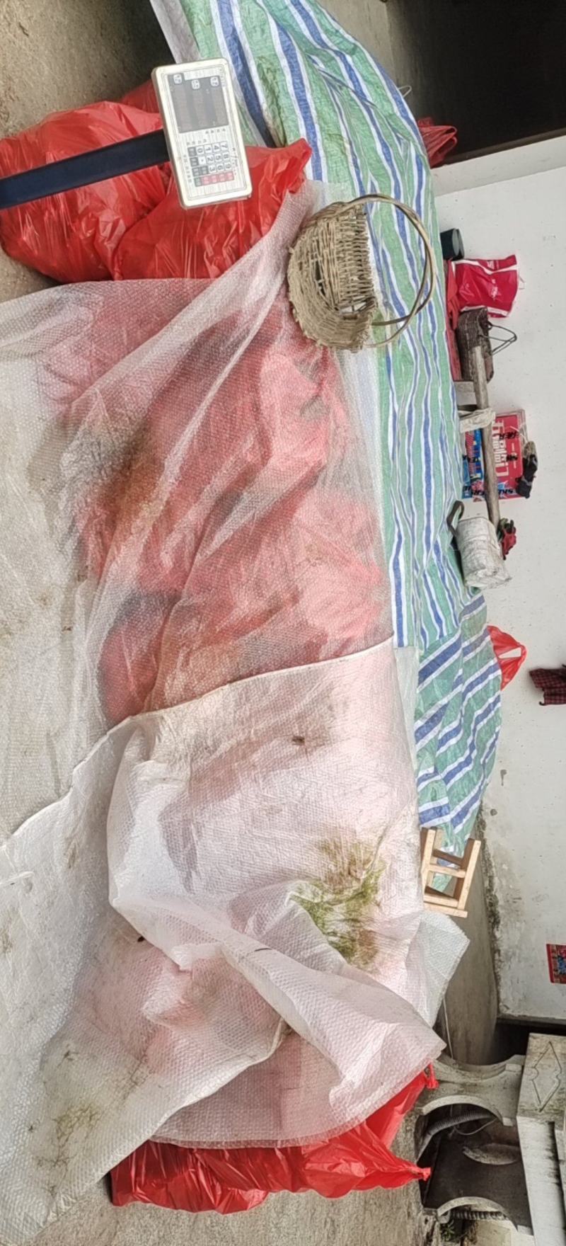 岳西精品小黄姜