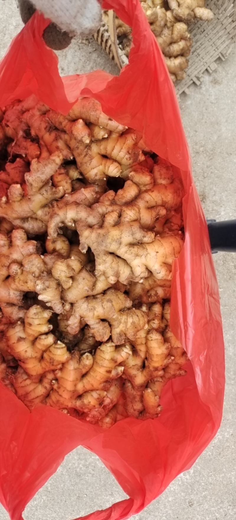 岳西精品小黄姜