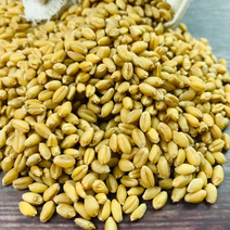 小麦，鸽子粮，全麦面粉原料，白小麦优质小麦酿，磨面