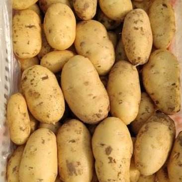 荷兰十五土豆山东基地直供价格实惠欢迎老板前来采购