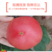 一件代发，普罗旺斯西红柿番茄硬果当天采摘当天发5斤