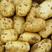 山东土豆精品新高原土豆，价格便宜，全国发货，欢迎来电