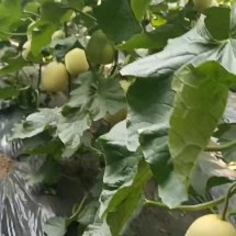 星甜20新乐市甜瓜4月份大量上市欢迎新老客户前来选购