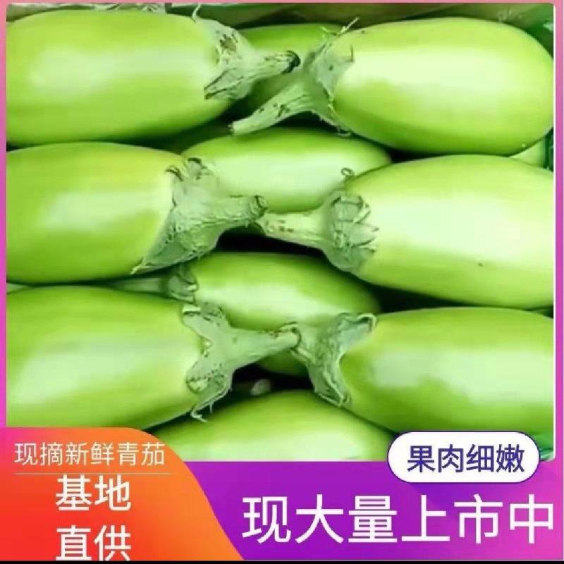 (热销)绿茄子产区直供货源充足量大从优视频看货全国发货
