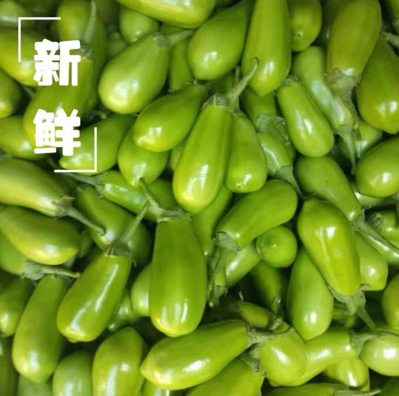 (热销)绿茄子产区直供货源充足量大从优视频看货全国发货