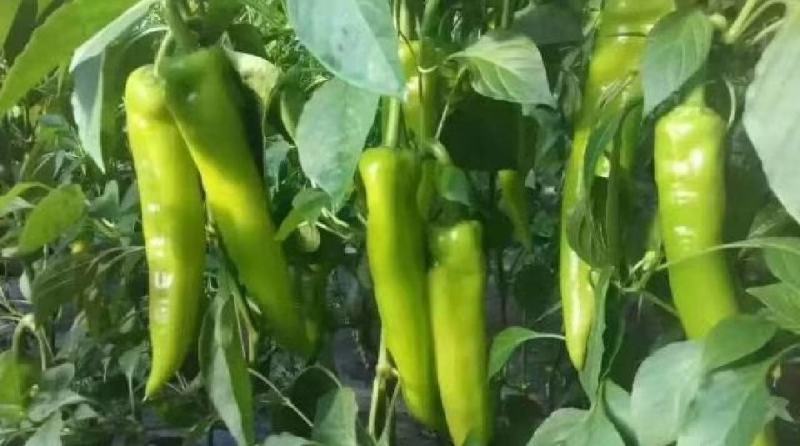 【推荐】黄皮辣椒产区直供货源充足量大从优视频看货全国发货
