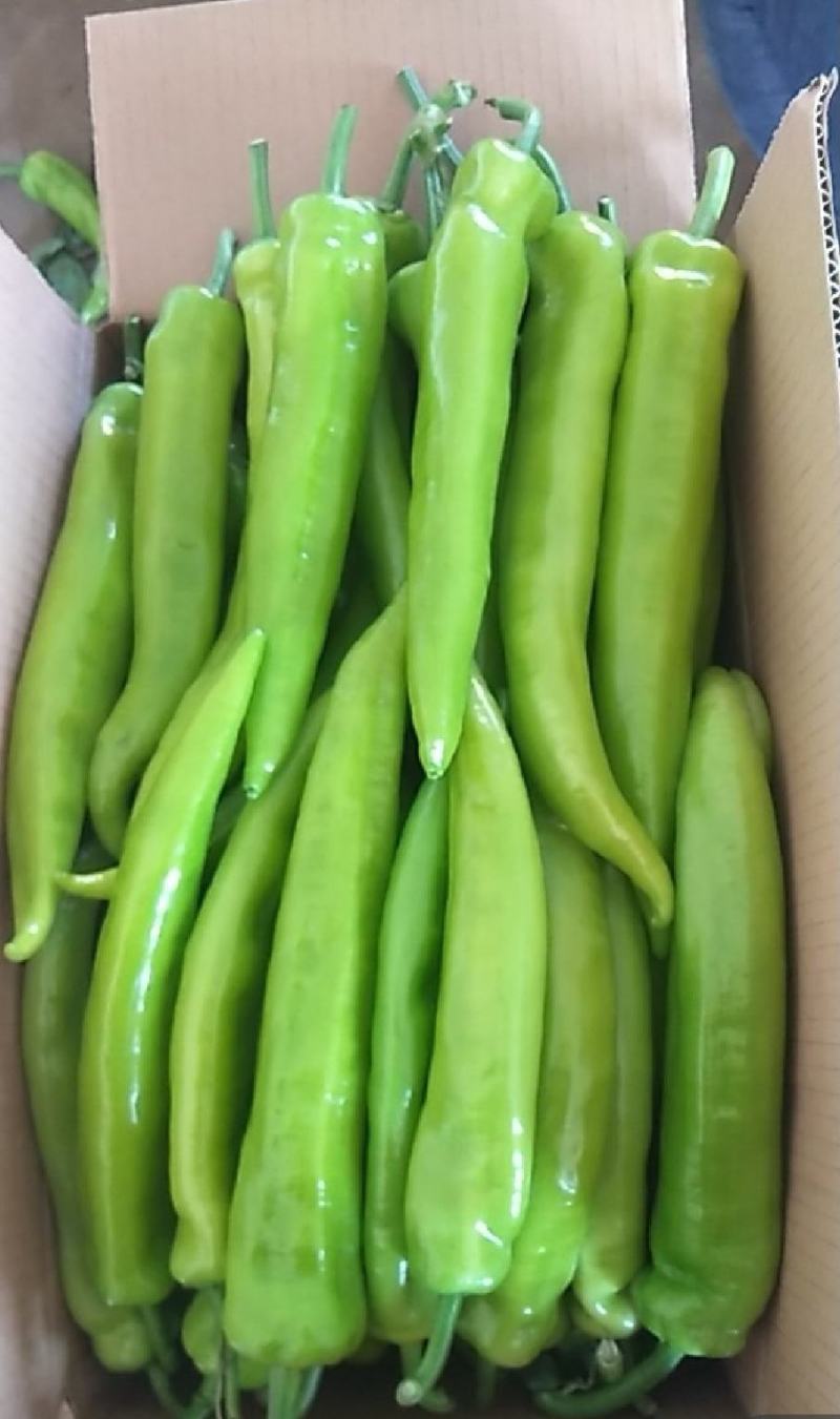 【推荐】黄皮辣椒产区直供货源充足量大从优视频看货全国发货