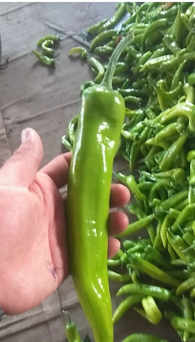 【推荐】黄皮辣椒产区直供货源充足量大从优视频看货全国发货