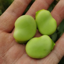 简阳大青豆持续输出