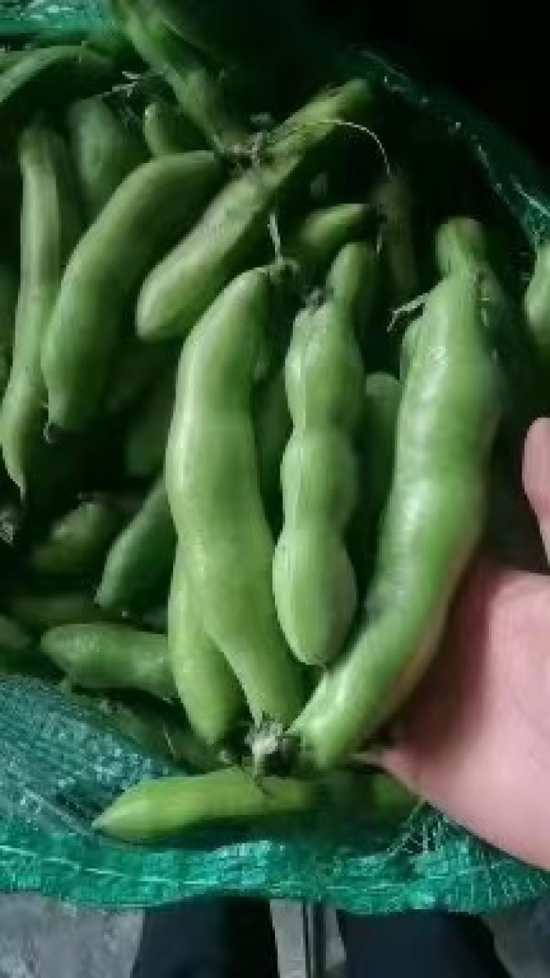 简阳大青豆持续输出
